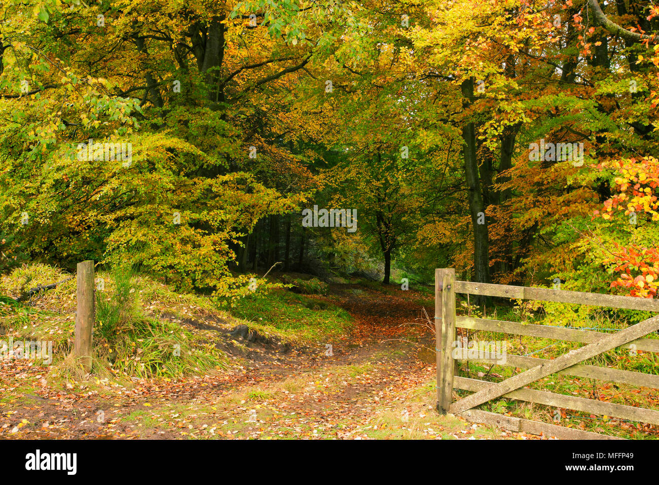 Verschiedene Bäume im Herbst Farben. Stockfoto
