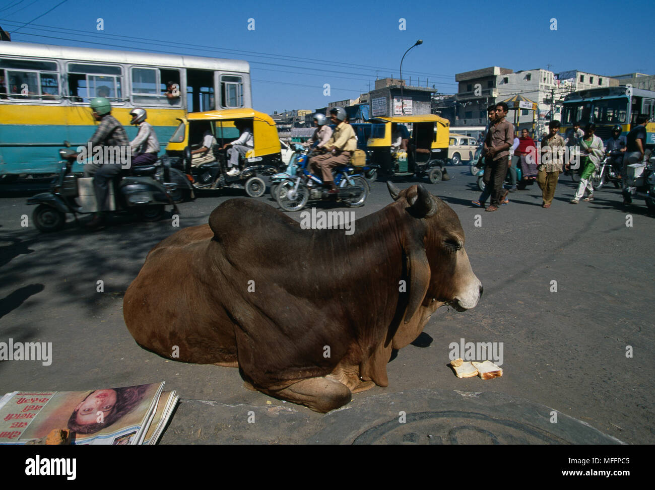 Heilige Kuh im Verkehr, New Delhi, Indien. Stockfoto