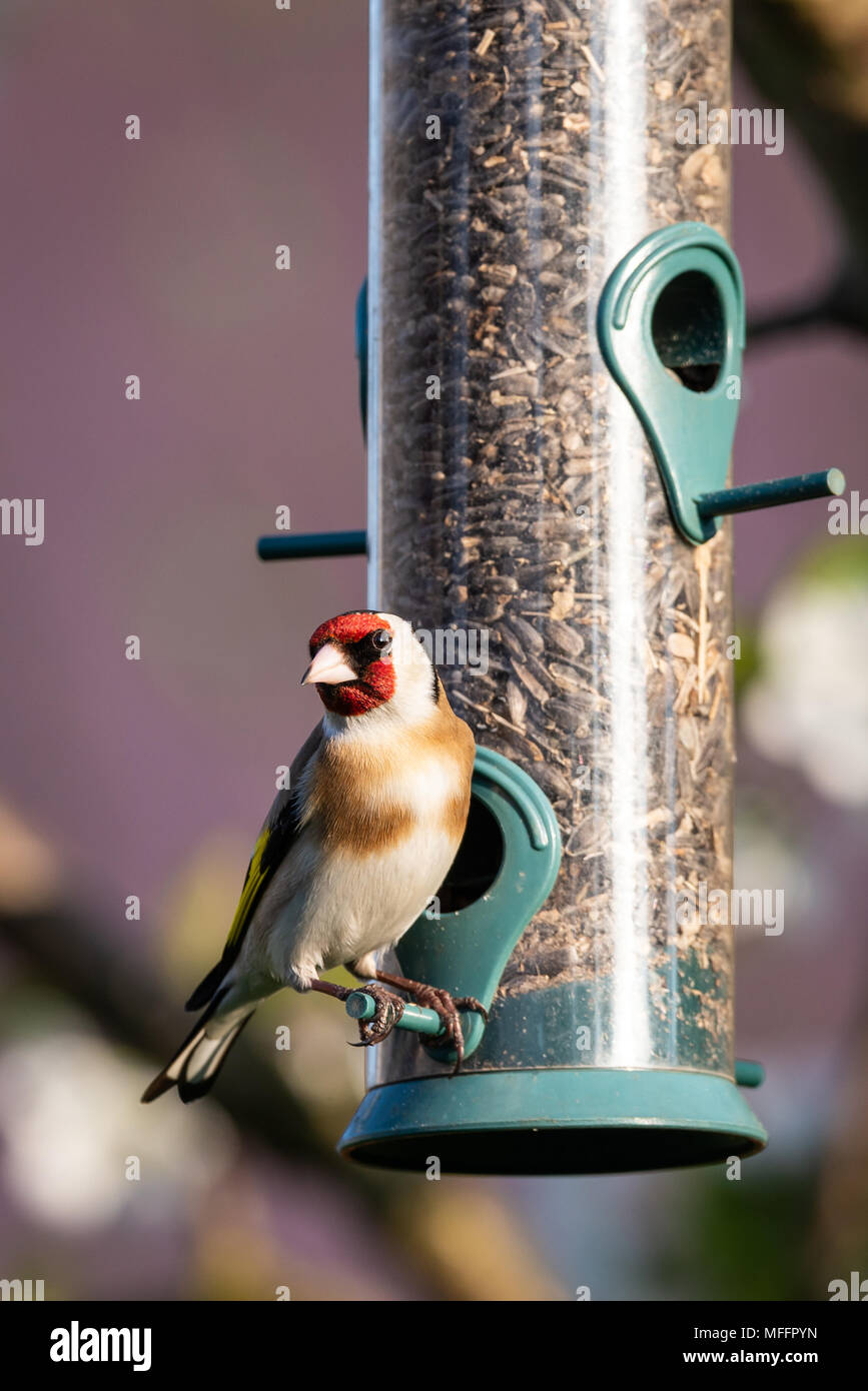 Vertikale Foto von bunten weiblichen Stieglitz. Vogel ist am Zylinder Kunststoff Schrägförderer voll schwarzem Sonnenblumenkerne thront. Vogel hat sehr schöne weiße und braune c Stockfoto