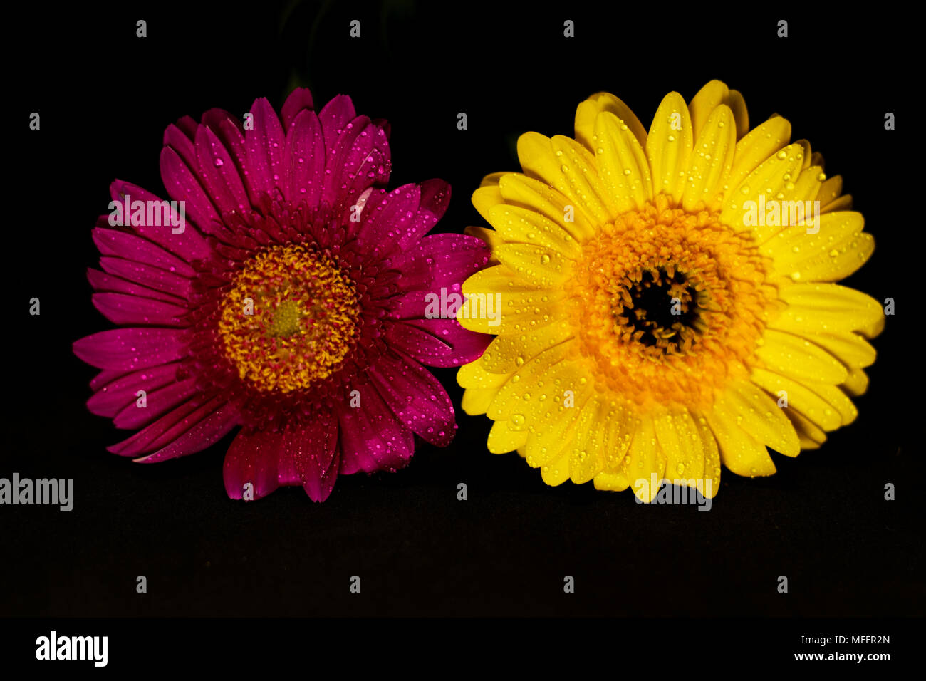 Gerbera rosa und gelbe Blumen auf schwarzem Hintergrund, hohen Kontrast und lebendige Farben auf Asteraceae Familie Stockfoto