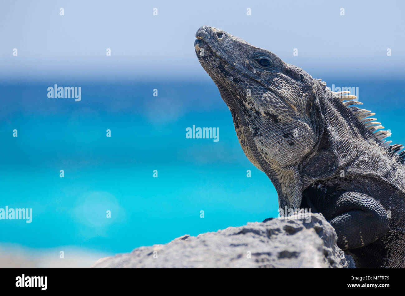 Tropischen Reptil aus der Nähe in einer Mexikanischen Küste Stockfoto