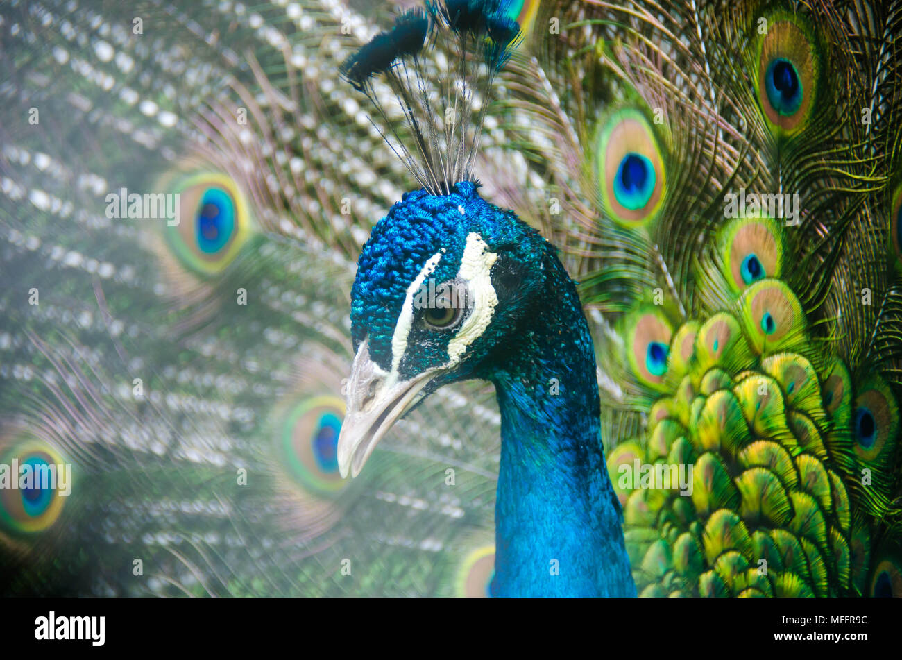 Exotischen Vogel mit grünen und blauen Federn Nahaufnahme Stockfotografie -  Alamy