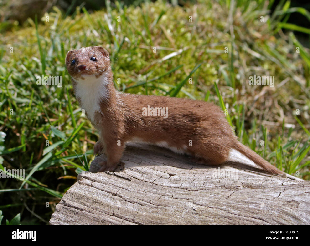Eurasischen Weasel/mindestens Weasel, Großbritannien Stockfoto