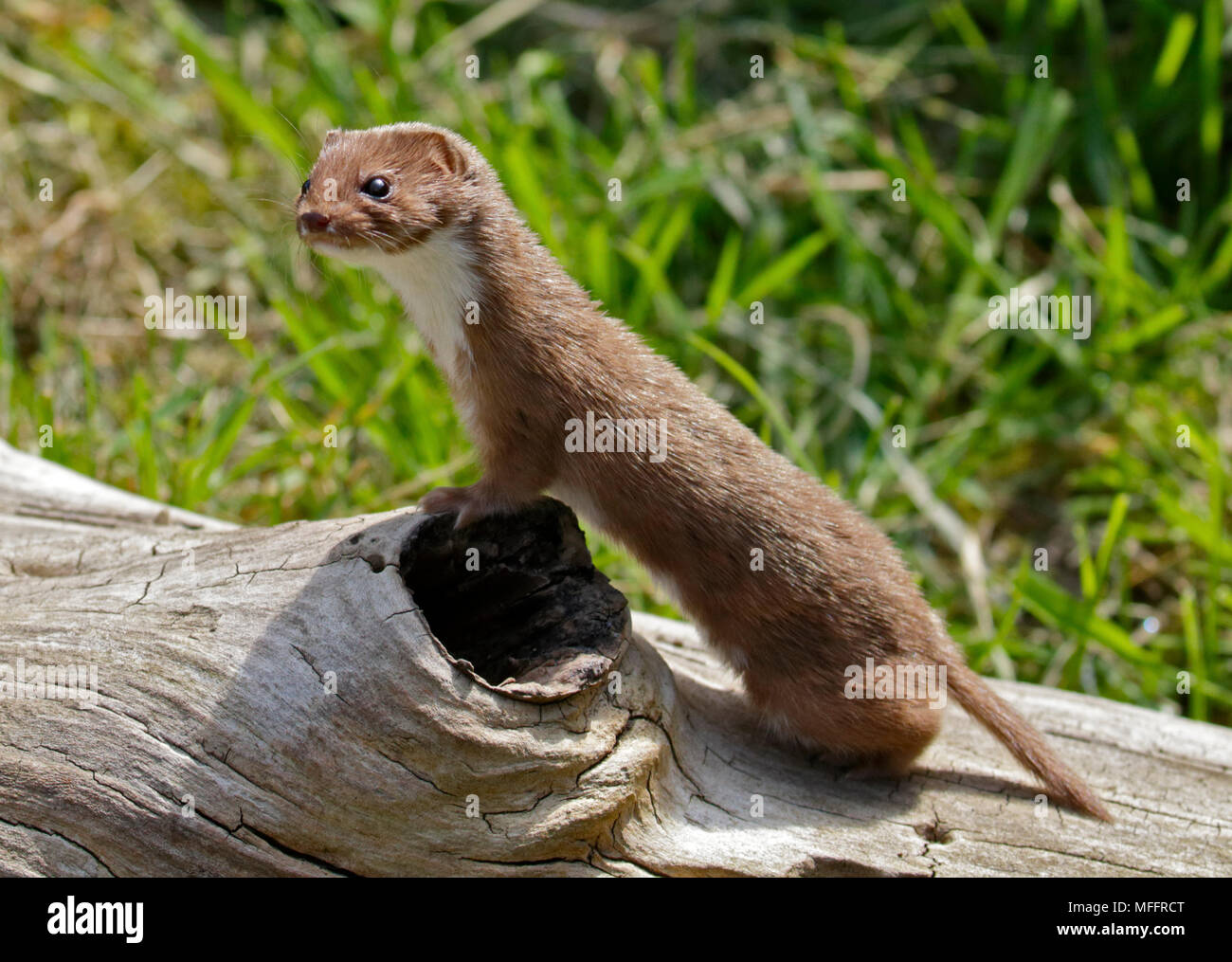 Eurasischen Weasel/mindestens Weasel, Großbritannien Stockfoto