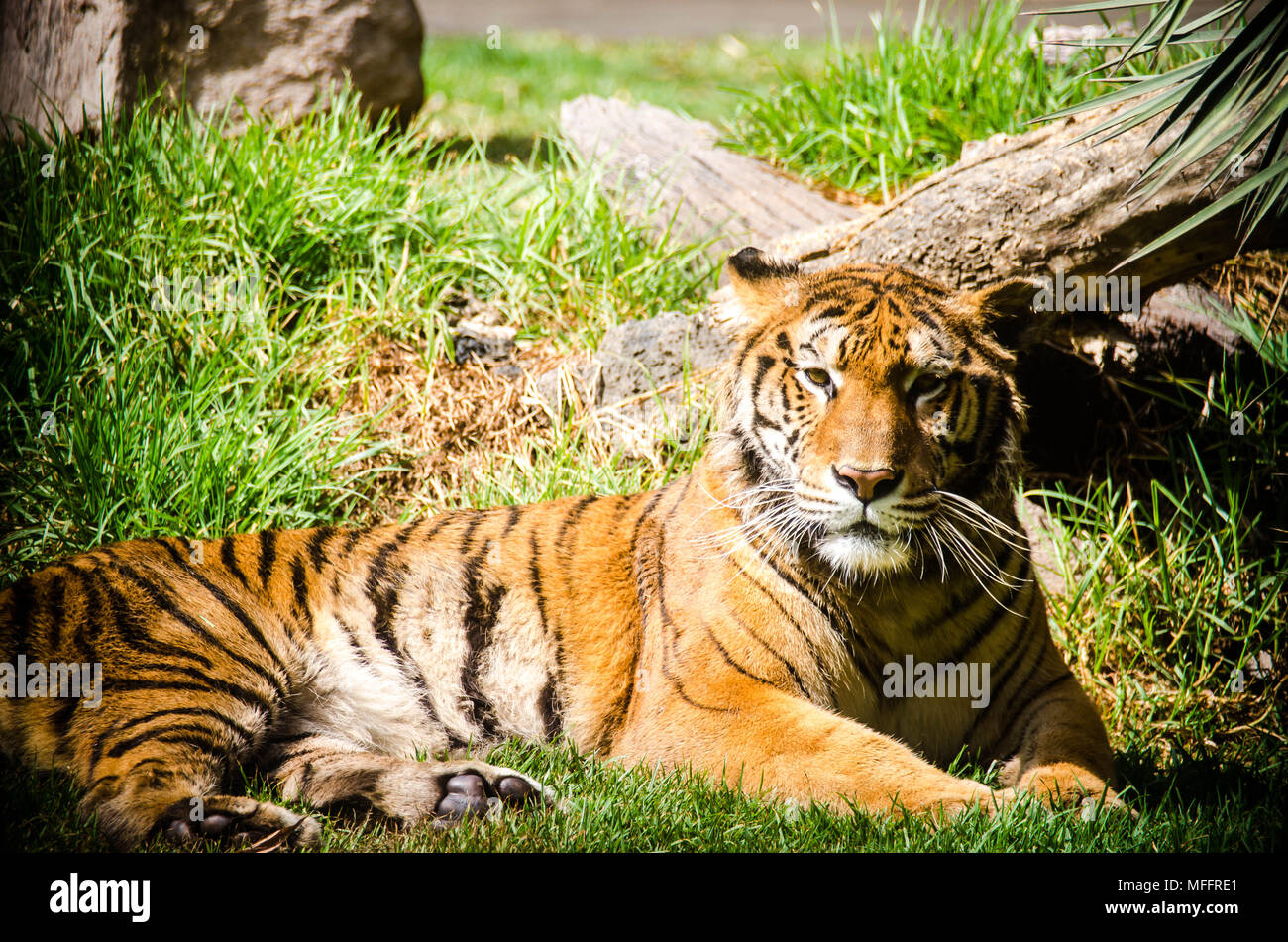 Gefährdete Arten, die in der Nähe der grossen Katze in einem mexikanischen Zoo Stockfoto