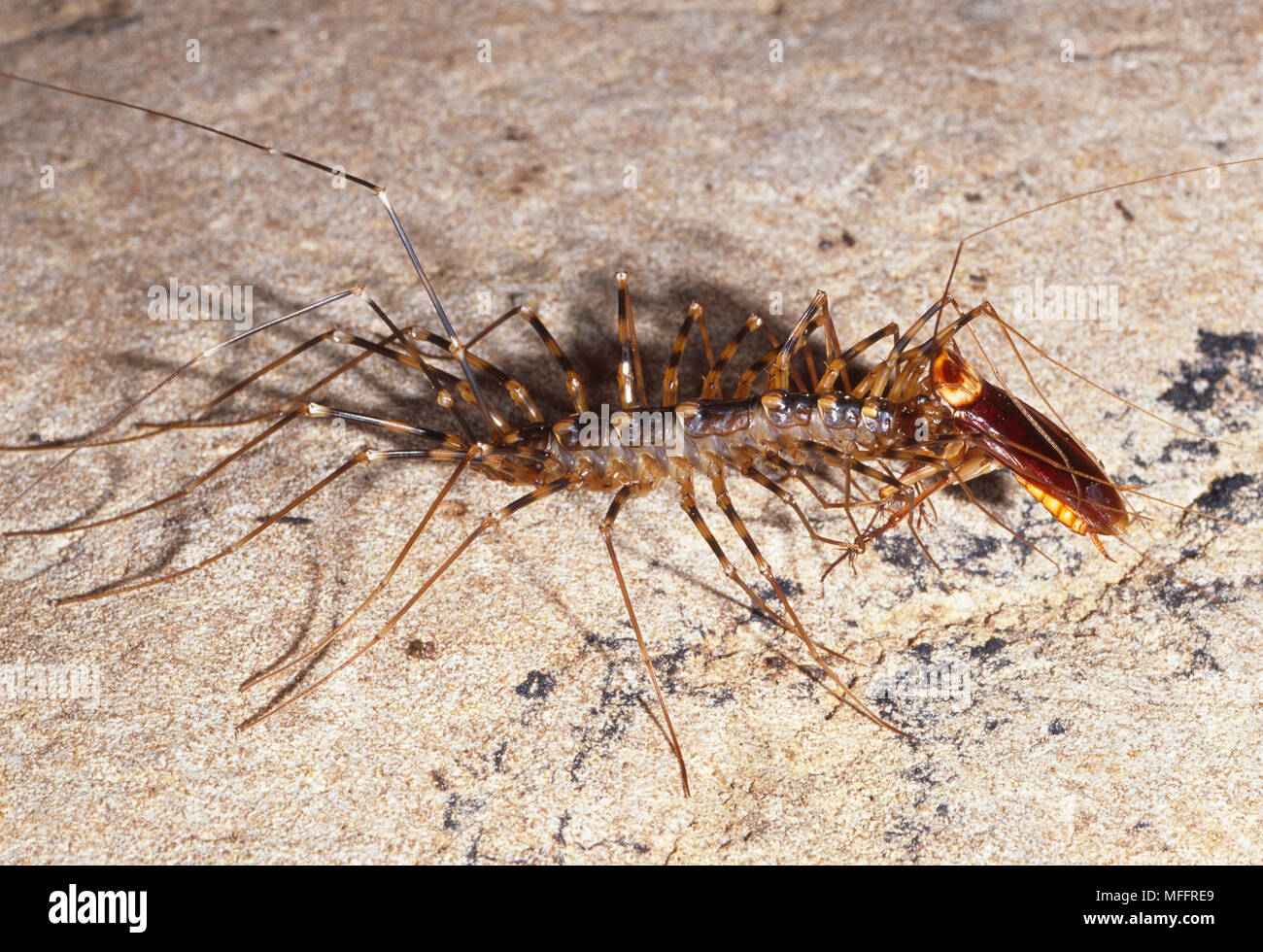Langbeinige TAUSENDFÜSSLER Scutigera sp. Essen Kakerlake. Gomantong Höhlen, Borneo. Stockfoto