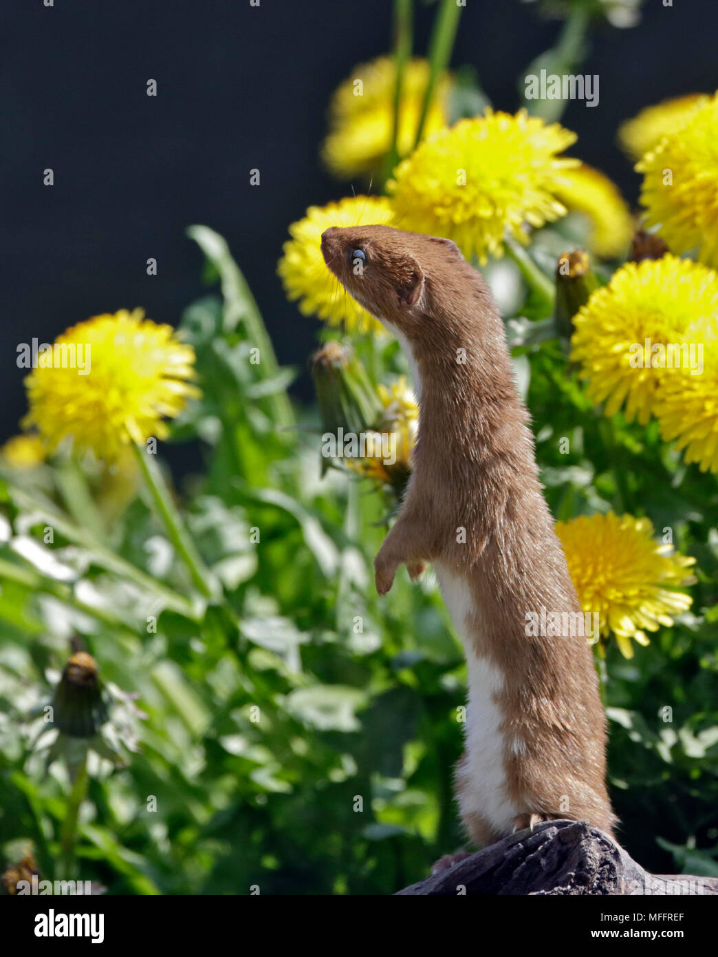 Eurasischen Weasel/mindestens Weasel, Großbritannien Stockfoto