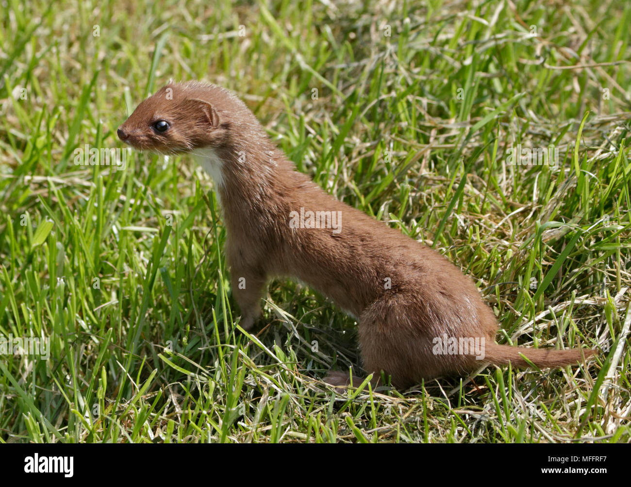 Eurasischen Weasel/mindestens Weasel, Großbritannien Stockfoto