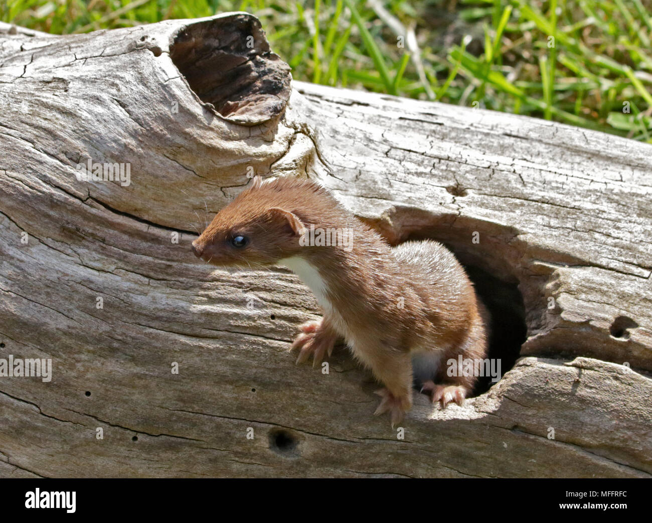 Eurasischen Weasel/mindestens Weasel, Großbritannien Stockfoto