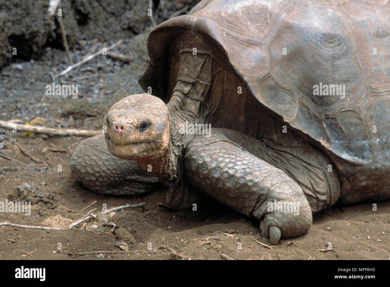 Riesenschildkröte 1996 Geochelone nigra abingdoni Pinta Insel, Galapagos Inseln George ist letzte Überlebende von sub-Arten Stockfoto