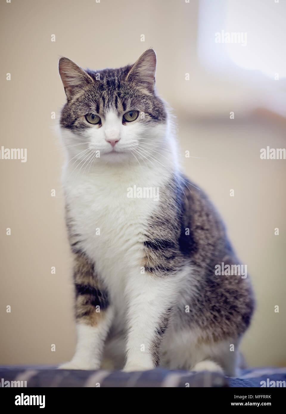 Katze in weisser Farbe mit gestreiften Spots, sitzt Stockfoto