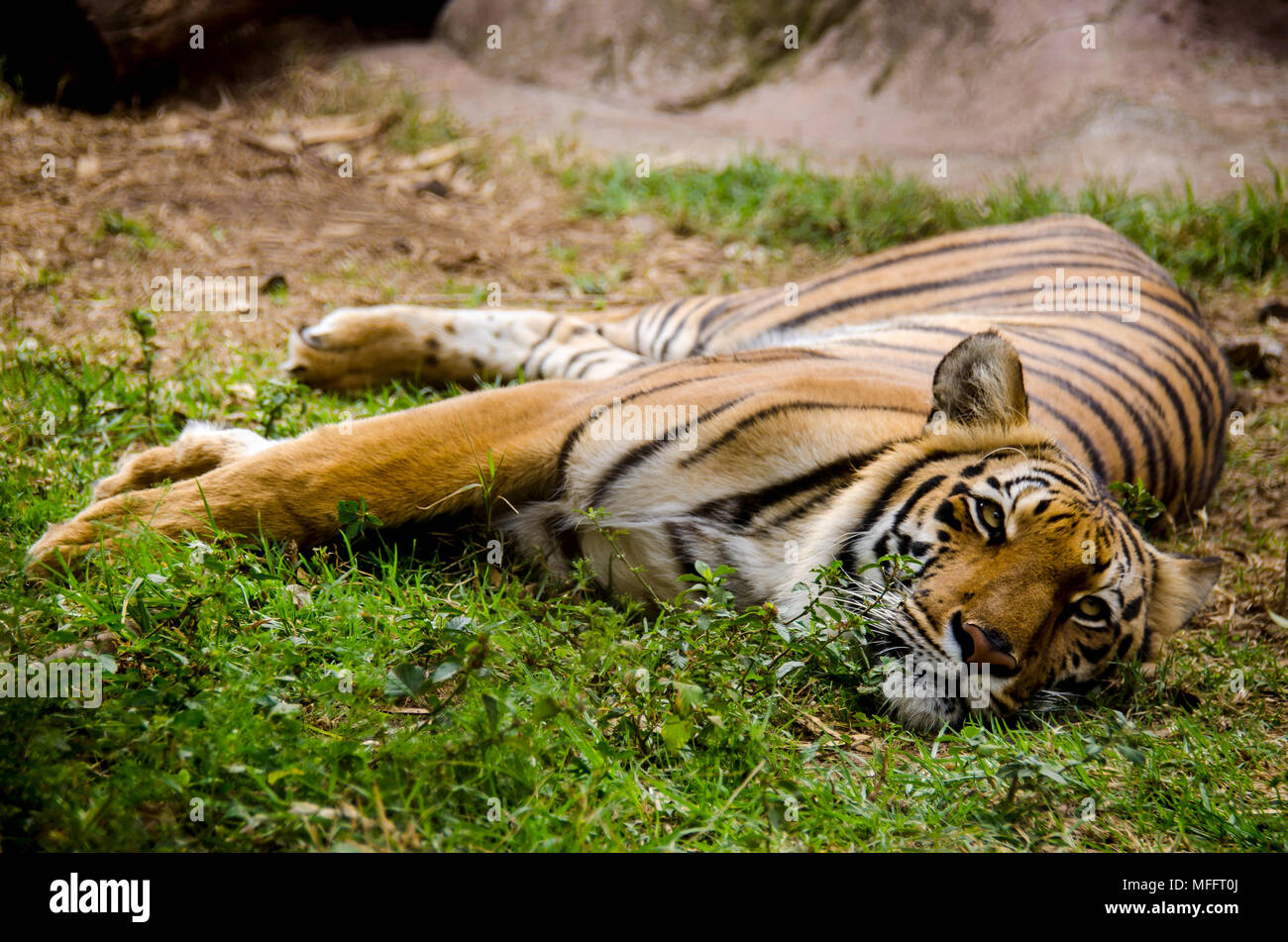 Big Cat gefährdete Arten auf dem Boden Stockfoto
