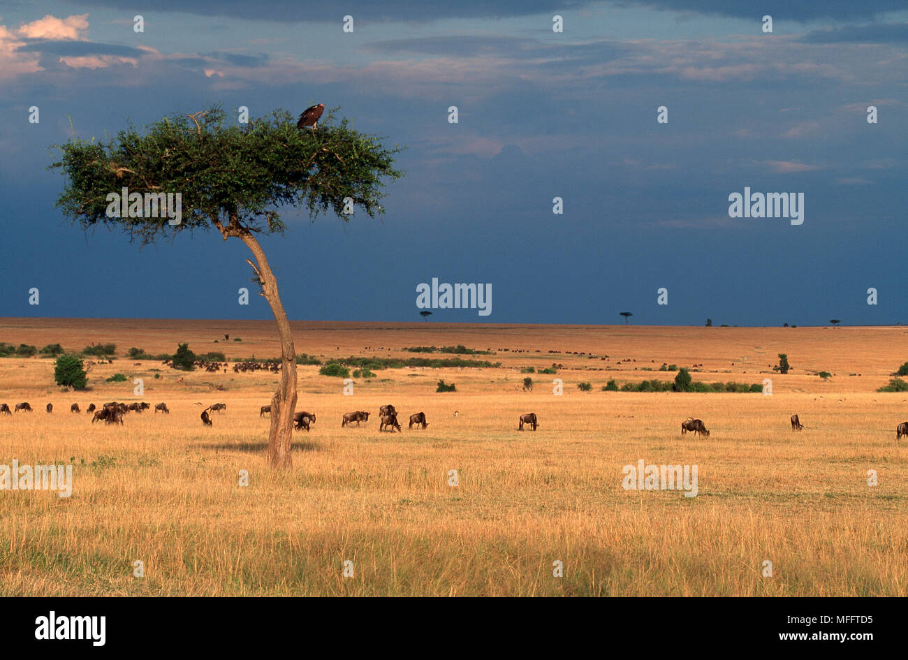 Gnus oder gestromt GNU Connochaetes taurinus Beweidung mit Geier im Baum Masai Mara National Reserve, Kenia Stockfoto