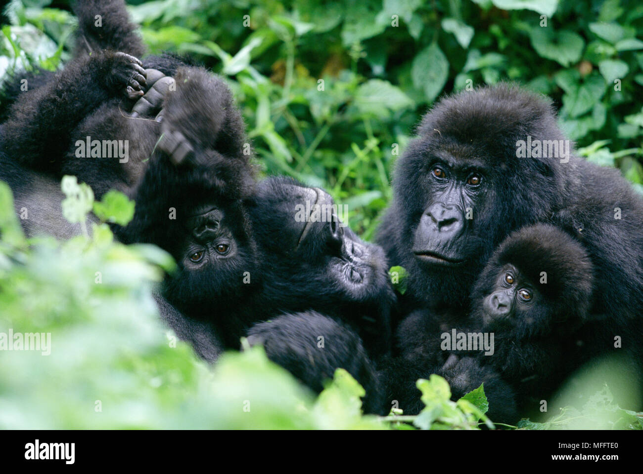 MOUNTAIN GORILLA Gorilla beringei beringei mit Silverback in Familie Gruppe Stockfoto