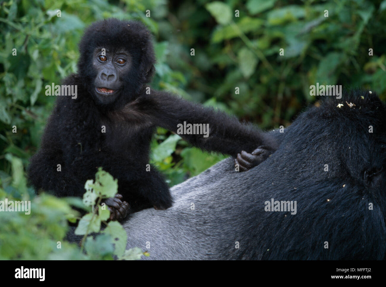 MOUNTAIN GORILLA Gorilla beringei beringei Junge sitzt auf silberrücken Stockfoto