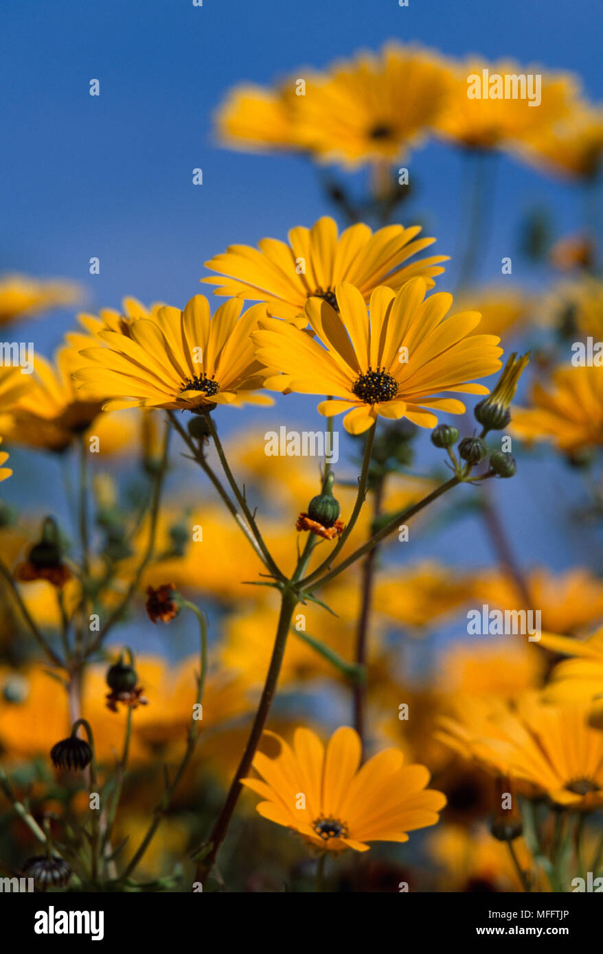 NAMAQUALAND DAISY Dimorphotheca sinuata Gruppe in Blume im Südlichen Afrika Stockfoto