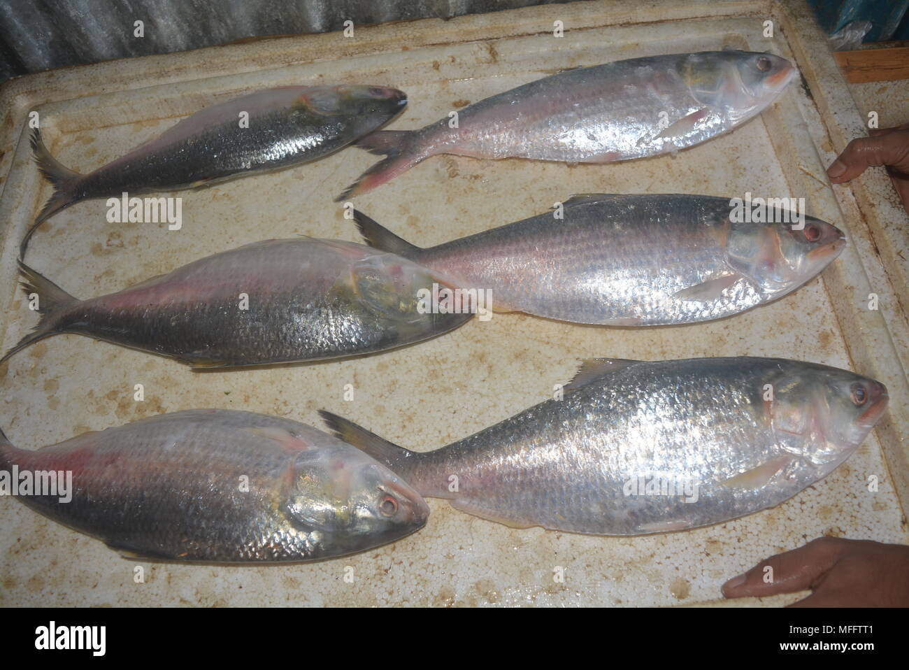 Hilsa (ilish) Fisch bereit für gekocht Stockfoto