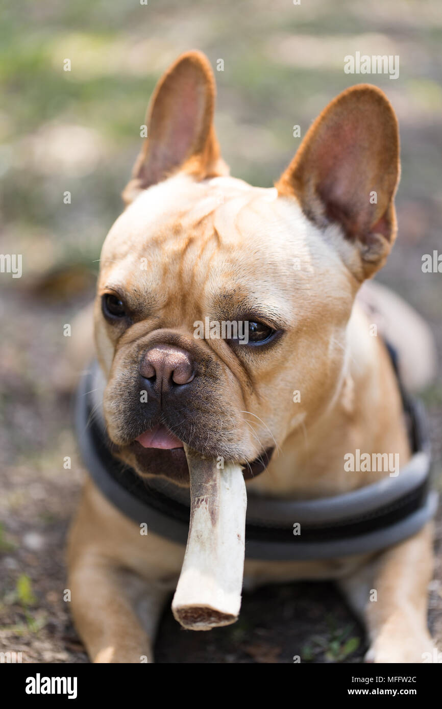 Französische Bulldogge kauen ein Knochen. Stockfoto