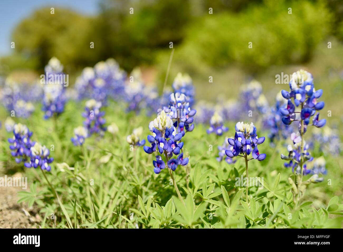 Für den Frühling von Texas Bluebonnets (State Flower von Texas) wild wachsen in Texas Hill Country, Fredericksburg, Texas, USA. Stockfoto
