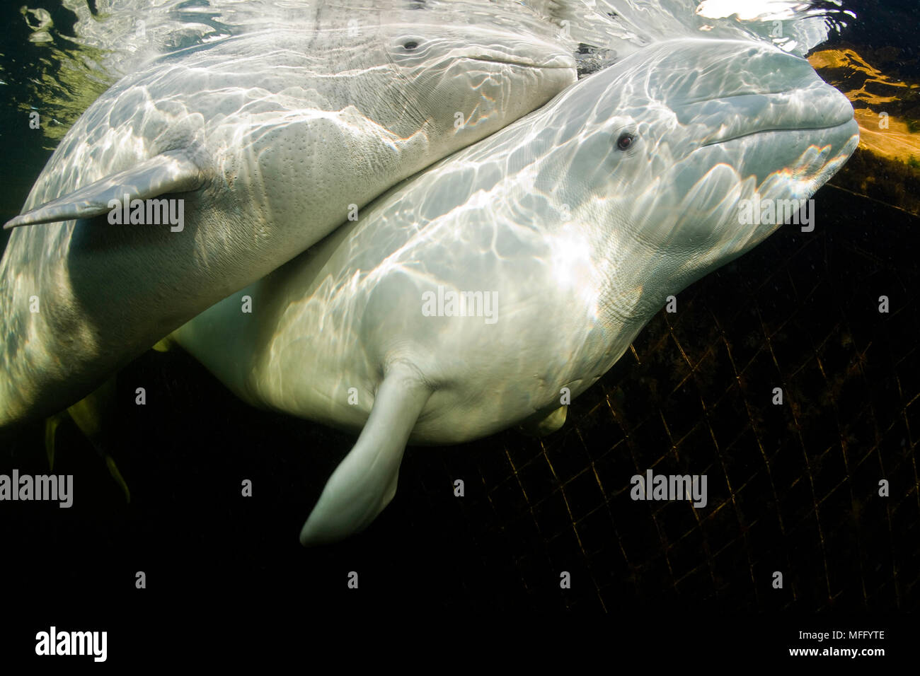 Paar Belugawale, Delphinapterus leucas, innerhalb des großen Netting, Arctic Circle Dive Center, Weißes Meer, Karelien, Russland Stockfoto
