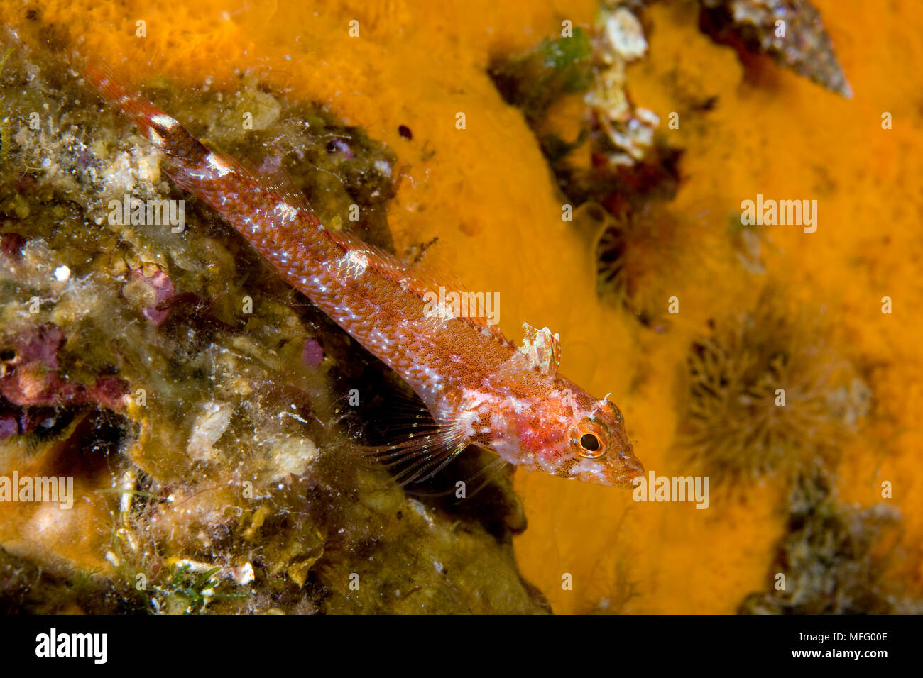 Schwarz-faced blenny Weiblich, Tripterygion delaisi, Insel Ischia, Italien, Tyrrhenische Meer, Mittelmeer Stockfoto