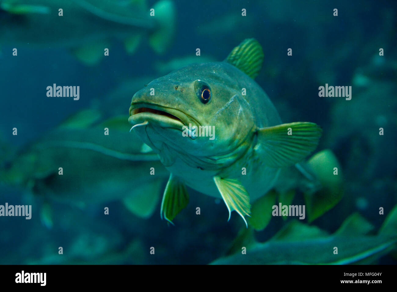 Kabeljau, Gadus morhua im Atlantischen Ozean Aquarium, Alesund, Norwegen, Atlantik Stockfoto