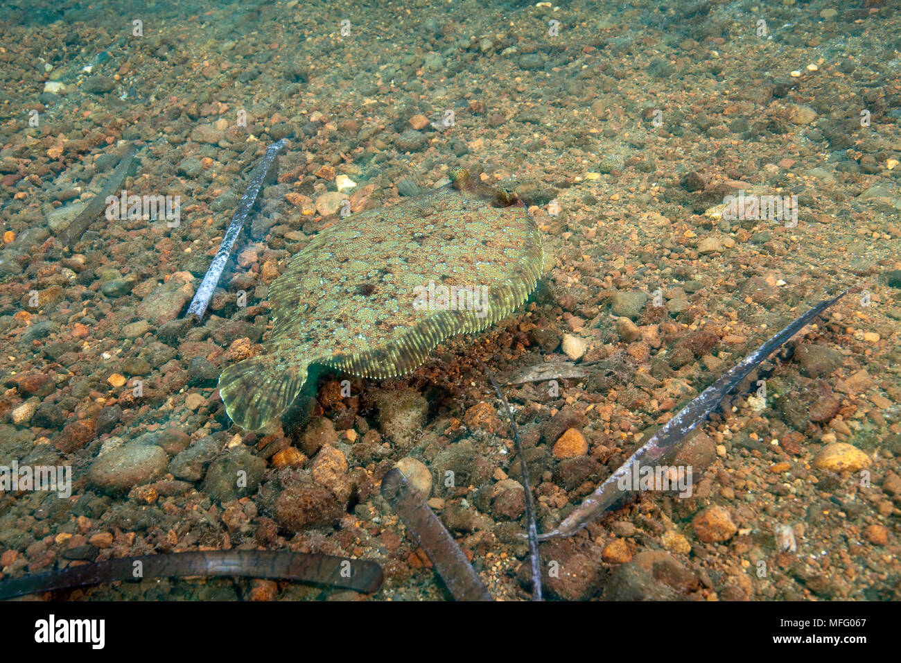 Seezunge, Solea solea, Insel Ischia, Italien, Tyrrhenische Meer, Mittelmeer Stockfoto