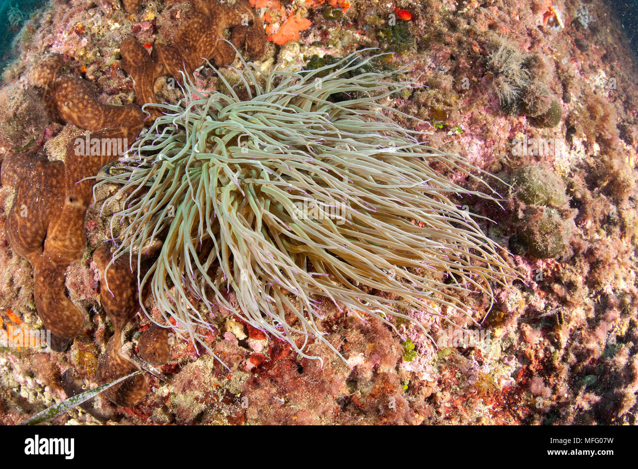 Snakelocks Anemone, Anemonia viridis, ehemals A. sulcata, Insel Ischia, Italien, Tyrrhenische Meer, Mittelmeer Stockfoto