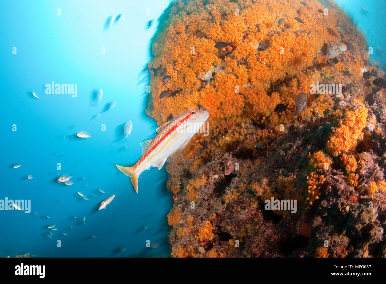 Gestreifte Meerbarbe, Mullus surmuletus und Wand bedeckt mit Gelber Cluster Anemone, Parazoanthus axinellae, Insel Ischia, Italien, Tyrrhenische Meer, Mediterr Stockfoto