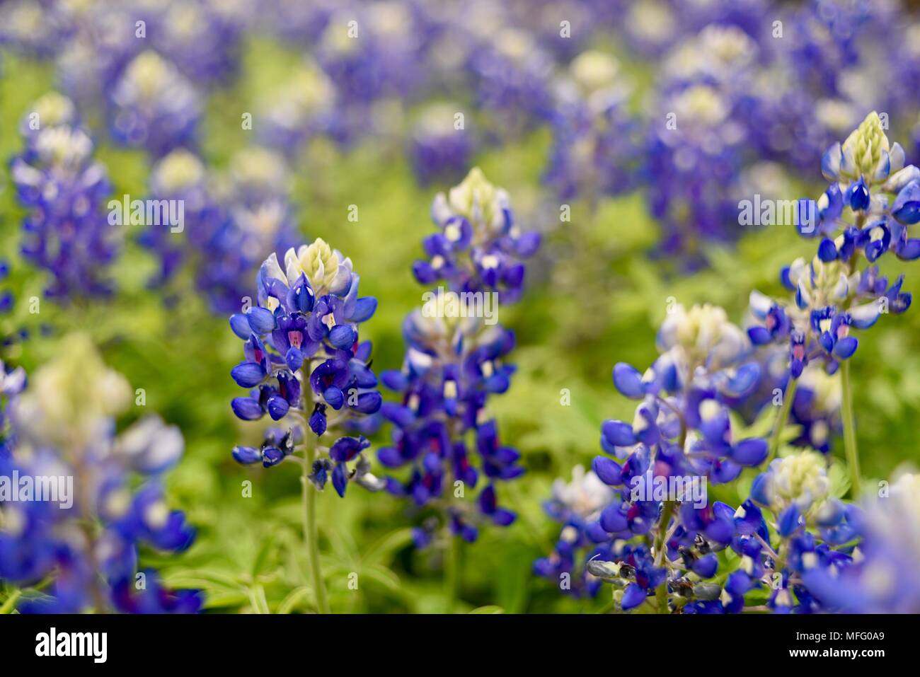 Für den Frühling von Texas Bluebonnets (State Flower von Texas) wild wachsen in Texas Hill Country, Fredericksburg, Texas, USA. Stockfoto