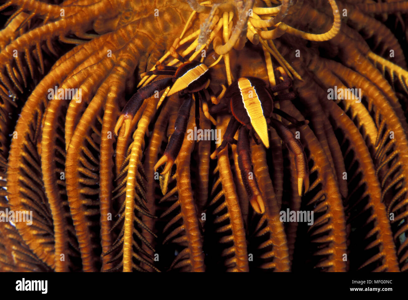 Paar Elegante squat Lobster, Allogalathea elegans, Walindi, West New Britain, Papua Neu Guinea, Pazifischer Ozean Stockfoto
