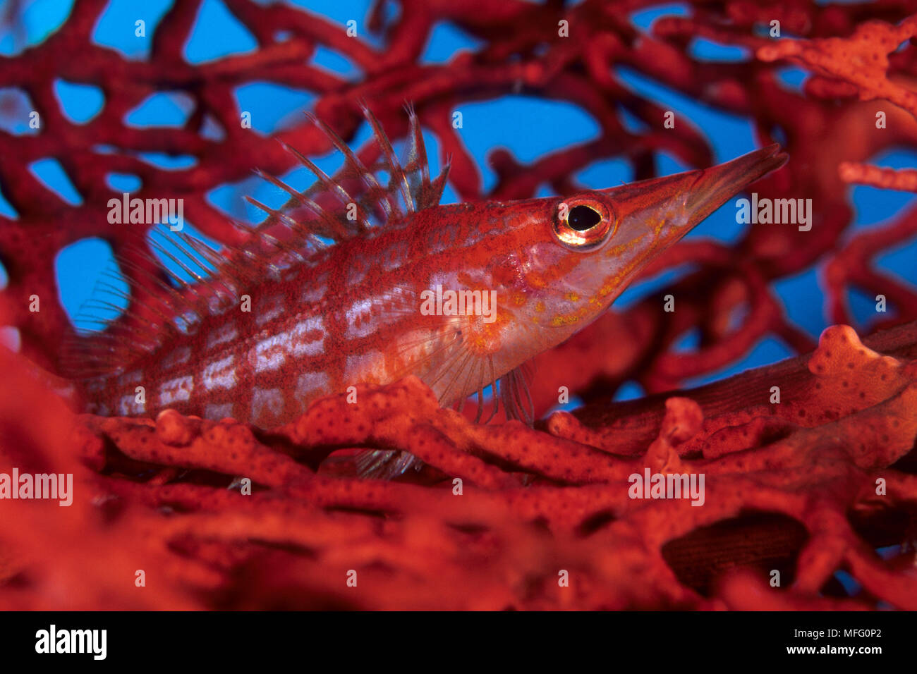 Longnose fischfreundschaften Oxycirrhites typus, Walindi, West New Britain, Papua Neu Guinea, Pazifischer Ozean Stockfoto