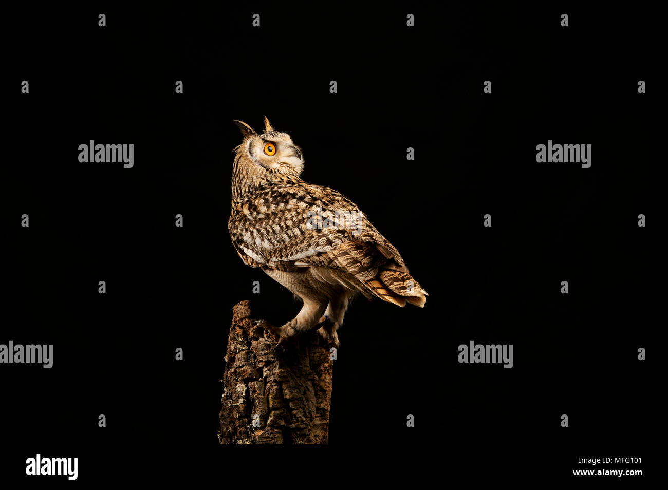 Herrliche Horned Owl im Studio Lage Stockfoto