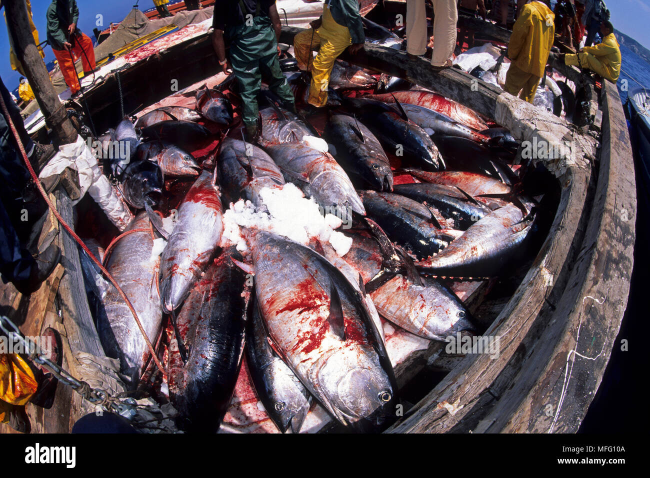 Nördlichen Roten Thun, Thunnus thynnus, Verletzlich (IUCN), im Boot, Carloforte, Insel San Pietro, Sardinien, Italien, Tyrrhenische Meer, Mediterra Stockfoto
