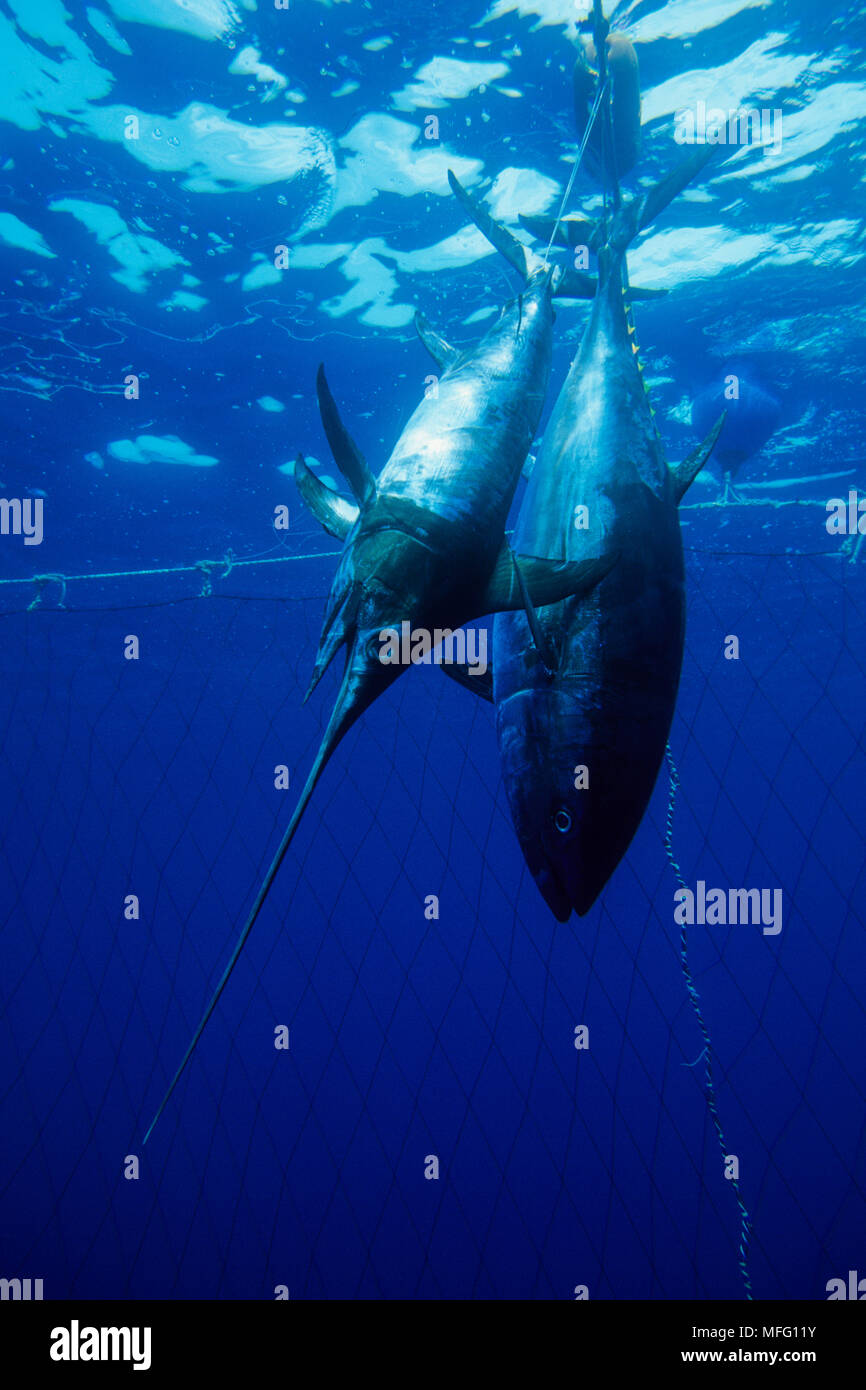 Tot nördlichen Roten Thun, Thunnus thynnus, Verletzlich (IUCN) und Schwertfisch Xiphias gladius, innerhalb der Thunfisch Stifte, Carloforte, Insel San Pietro, S Stockfoto