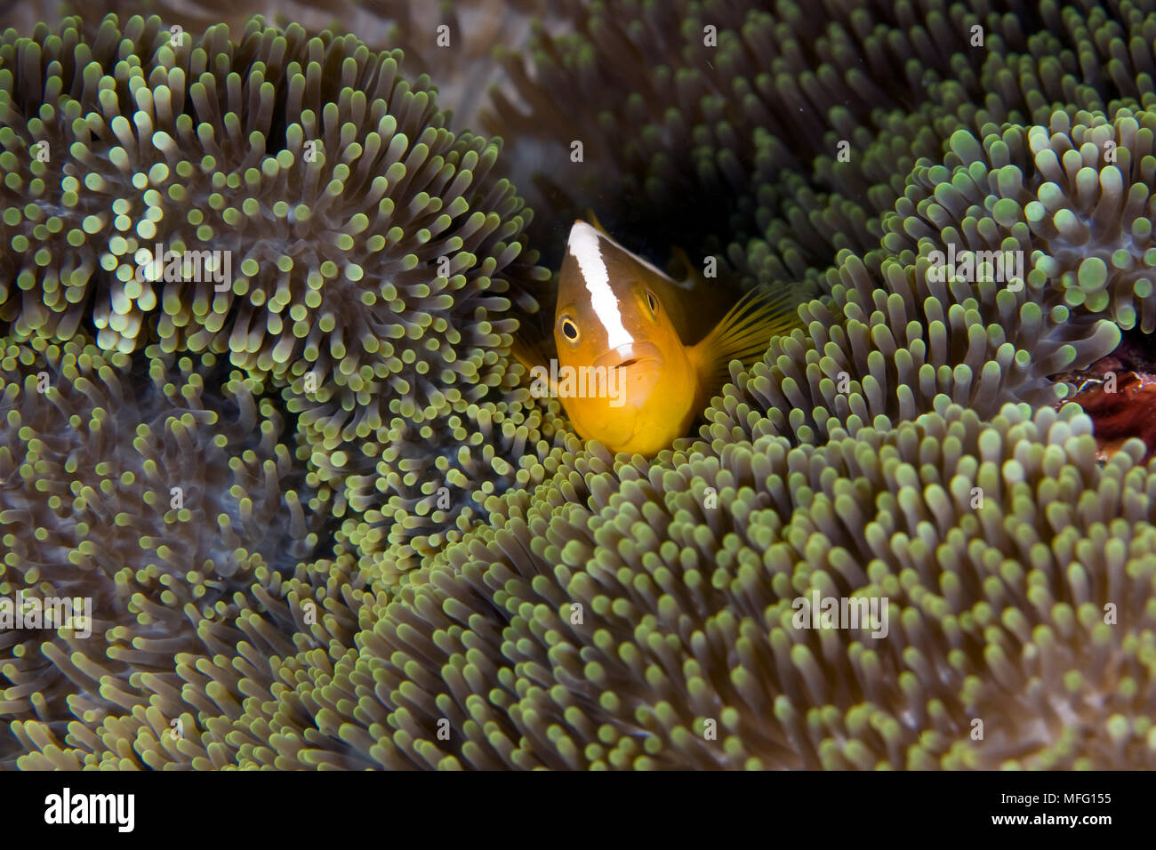 Orange, anemonenfischen Amphiprion sandaracinos, Tauchplatz: Tug Boat, Fiabajet Insel, Raja Ampat, Irian Jaya, West Papua, Indonesien, Pazifischer Ozean Stockfoto