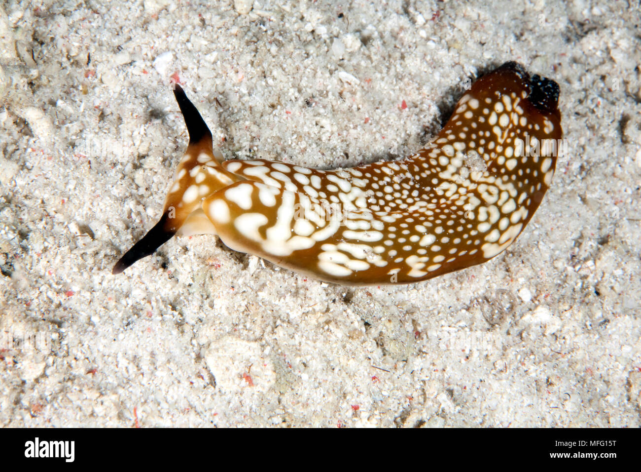 Nacktschnecken, Plakobranchus ocellatus, Tauchplatz: explorative Dive, blaues Wasser Mangroven, Raja Ampat, Irian Jaya, West Papua, Indonesien, Pazifischer Ozean Stockfoto