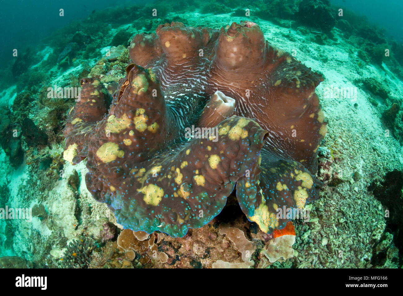 Riesenmuschel, Tridacna gigas, Verletzlich (IUCN), Raja Ampat, Irian Jaya, West Papua, Indonesien, Pazifischer Ozean Stockfoto