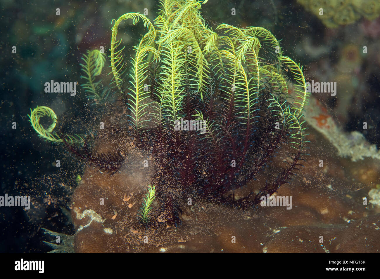 Crinoid laichen große Mengen von Eiern in Wasser, Tauchplatz: cendana Jetty, Insel Waigeo, Raja Ampat, Irian Jaya, West Papua, Indonesien, Pacific Oc Stockfoto