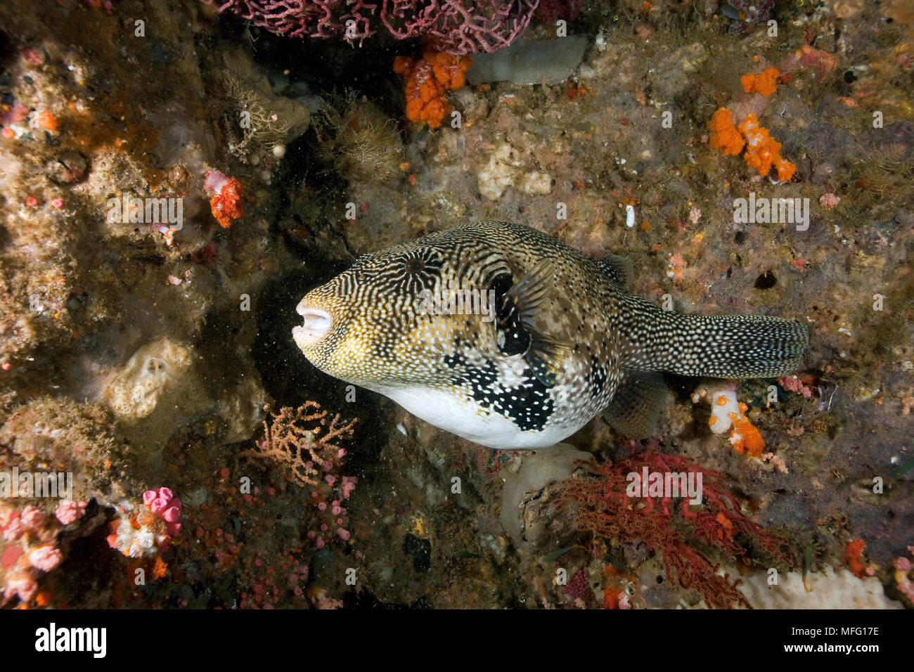 Karte Puffer, Arothron mappa, Raja Ampat, Irian Jaya, West Papua, Indonesien, Pazifischer Ozean Stockfoto