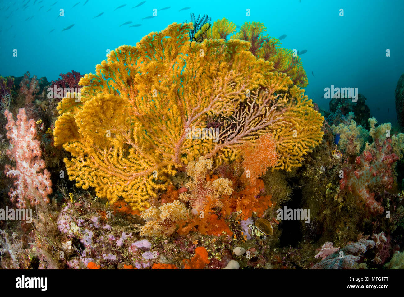 Gorgonie Gorgonie, Acalycigorgia sp. , Tauchplatz: Fiabajet Fiabajet Freude, Insel, Raja Ampat, Irian Jaya, West Papua, Indonesien, Pazifischer Ozean Stockfoto