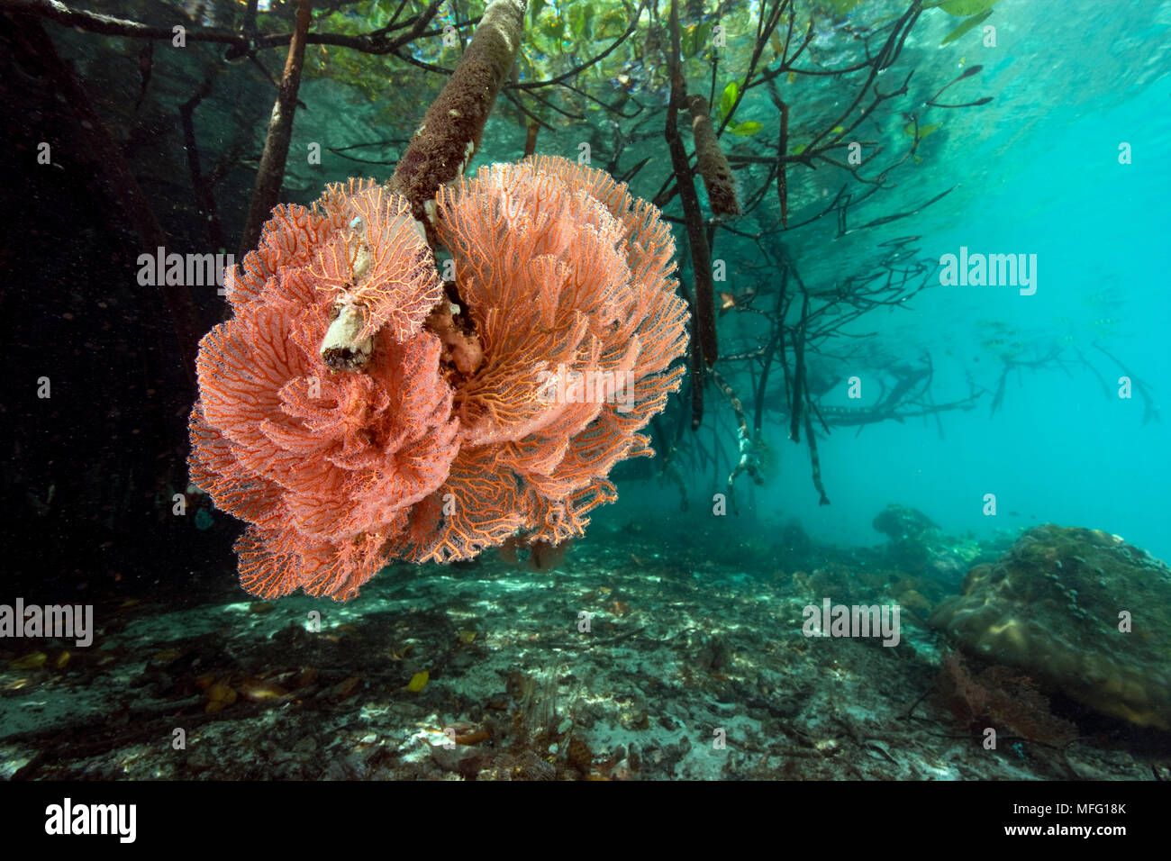 Meer Ventilator, Acabaria sp. Mangrove, Tauchplatz: Kot malan Kary, blaues Wasser Mangroven, Raja Ampat, Irian Jaya, West Papua, Indonesien, Pazifischer Ozean Stockfoto