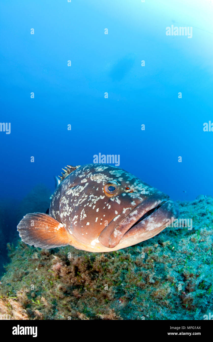 Dusky Grouper, Ephinepelus marginatus, Gefährdete (IUCN), Santa Teresa, Sardinien, Italien, Tyrrhenische Meer, Mittelmeer Stockfoto