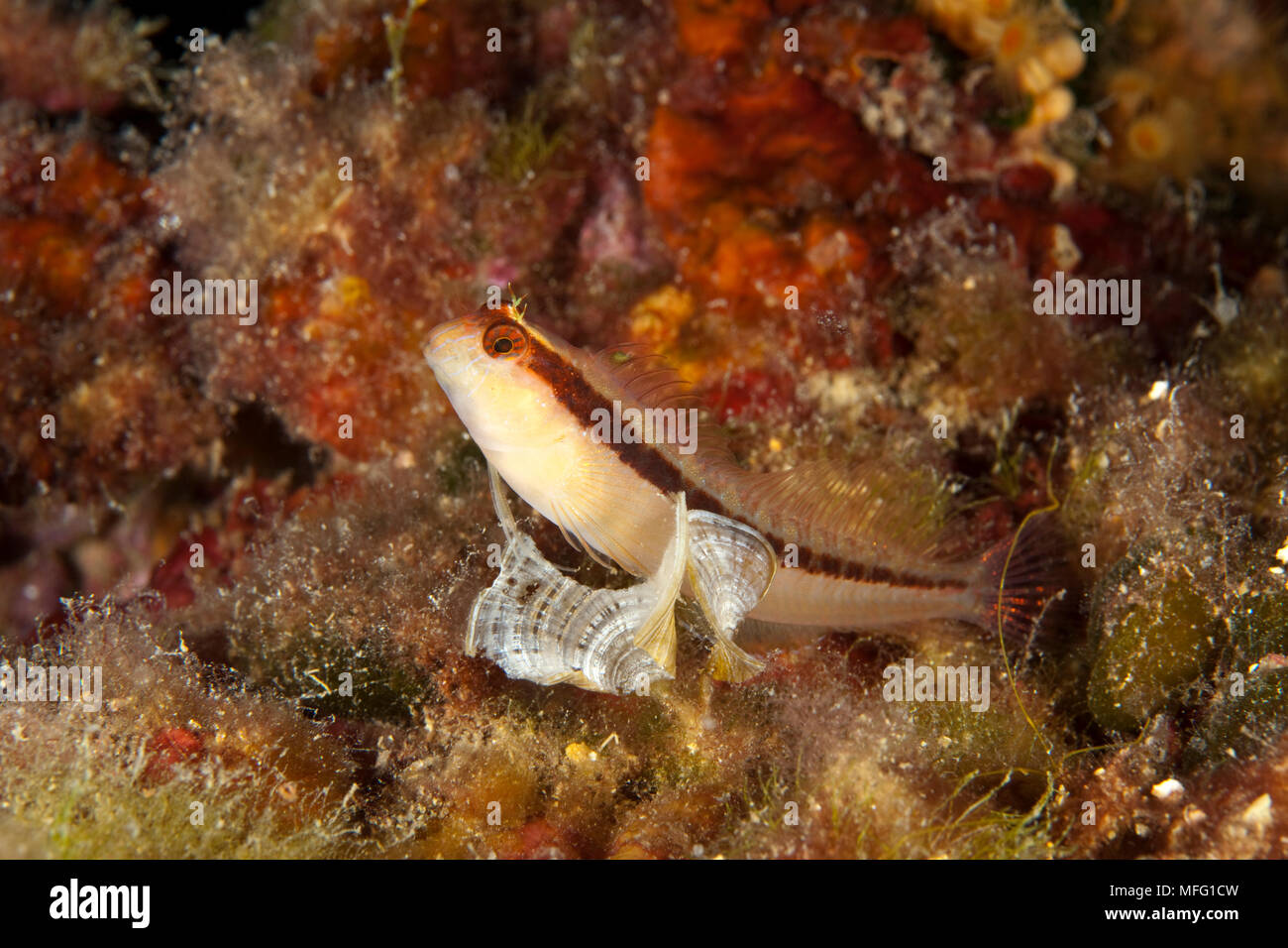 Gestreifter blenny (Parablennius Rouxi) Larvotto Marine Reserve, Monaco, Mittelmeer Mission: larvotto Marine Reserve Stockfoto