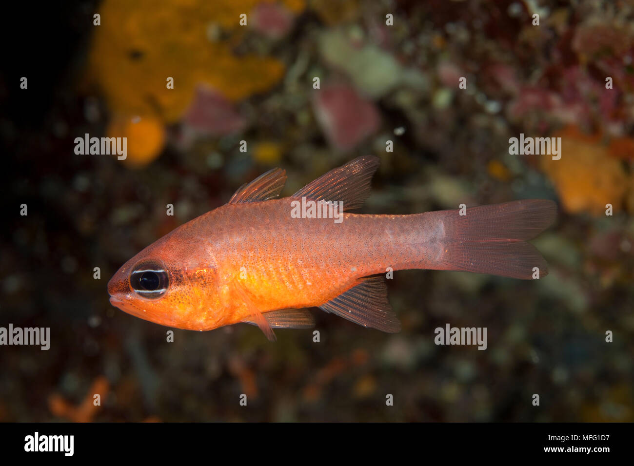 Cardinalfish (Apogon imberbis) Larvotto Marine Reserve, Monaco, Mittelmeer Mission: larvotto Marine Reserve Stockfoto