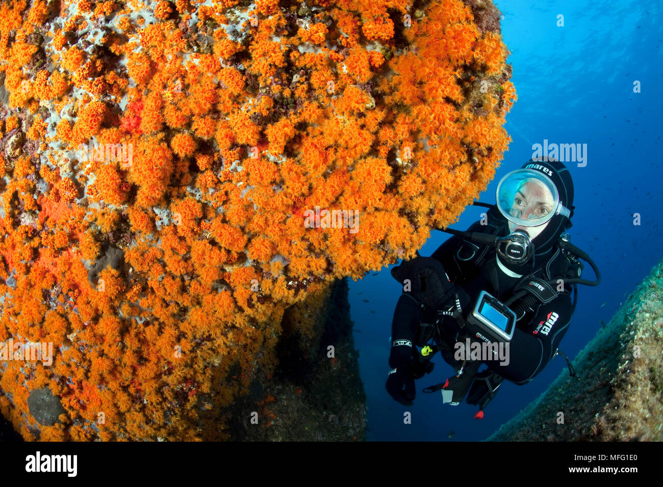 Scuba Diver und Wand bedeckt mit Parazoanthus, Parazoanthus axinellae, Santa Teresa, Sardinien, Italien, Tyrrhenische Meer, Mittelmeer Stockfoto