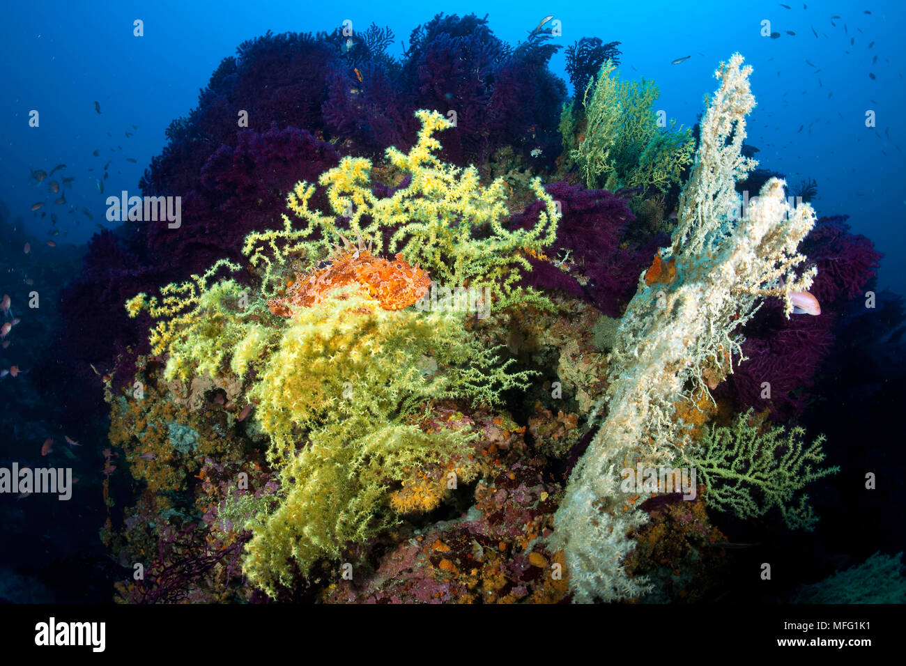 Skorpionsfische, scorpaena Scrofa, schwarze Korallen, Gerardia savaglia, Wand von Bisevo, Insel Vis, Kroatien, Adria, Mittelmeer Stockfoto