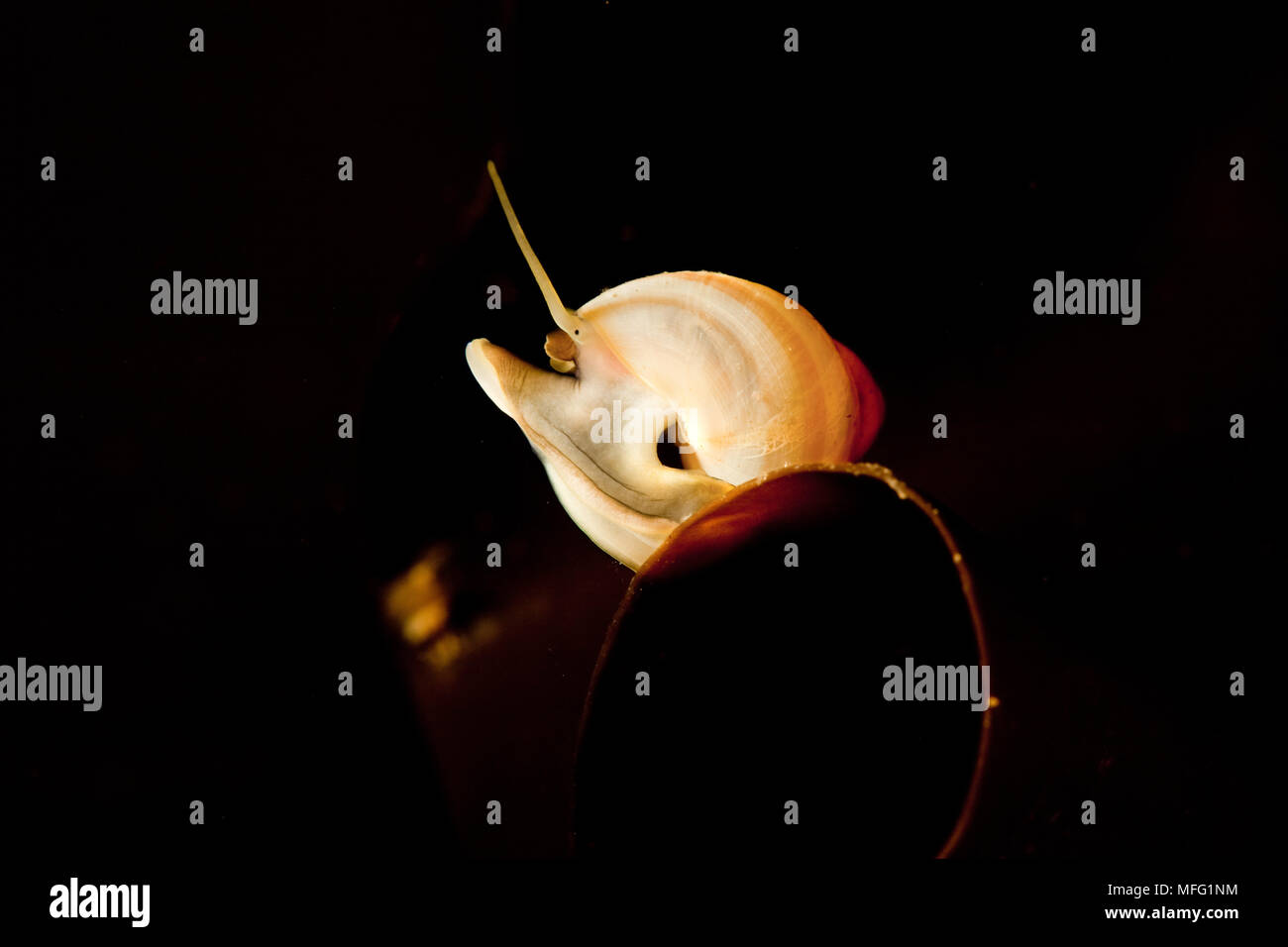 Gastropode Molluske, Epheria Epheria vincta, Arctic Circle Dive Center, Weißes Meer, Karelien, Russland Stockfoto