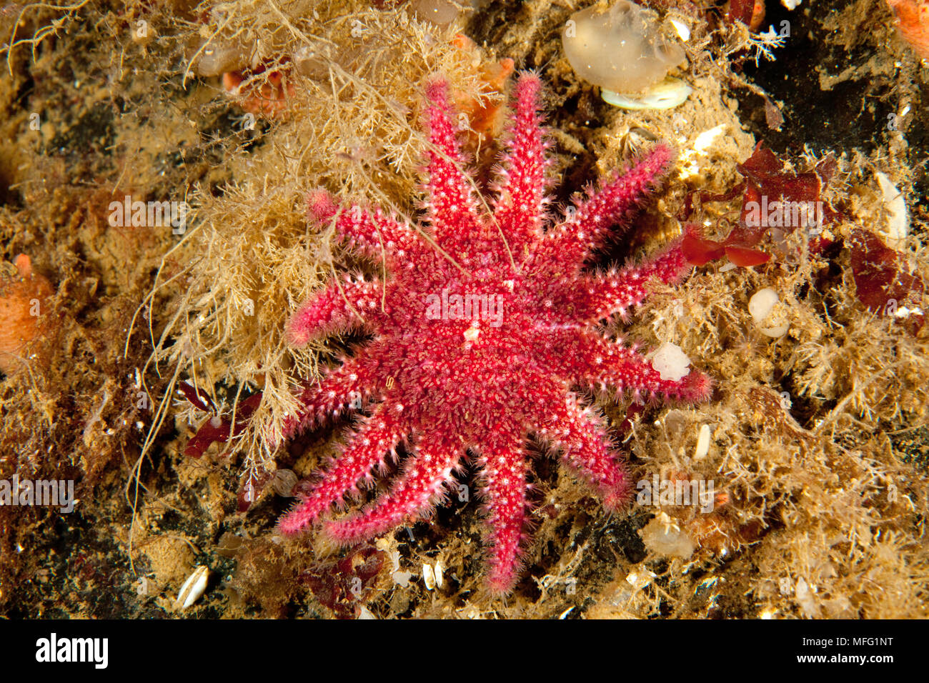 Sea Star, Crossaster papposus, Arctic Circle Dive Center, Weißes Meer, Karelien, Russland Stockfoto