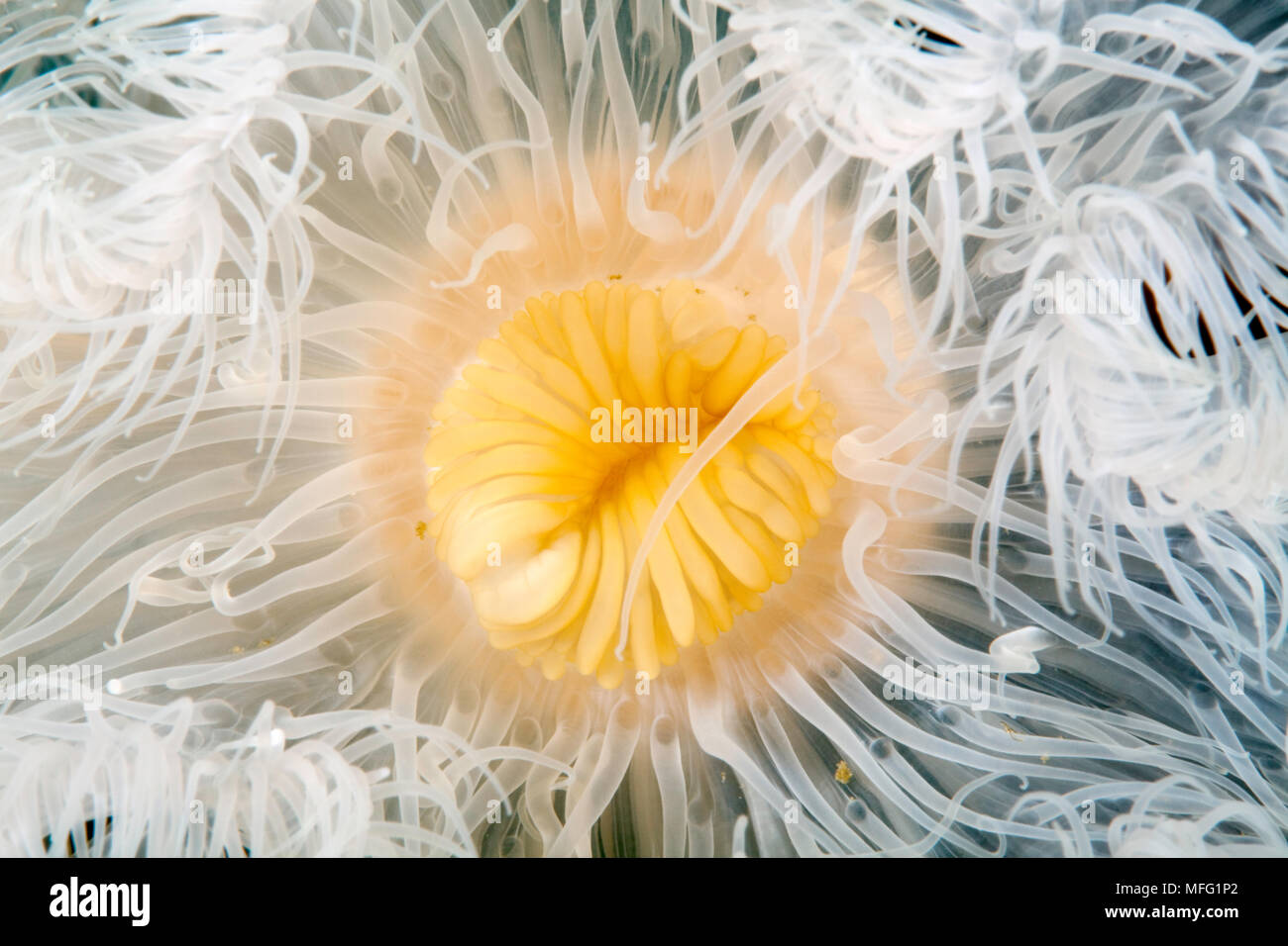 Detail aus dem Mund einer Aggregation der Anemone, Metridium senile, Arctic Circle Dive Center, Weißes Meer, Karelien, Russland Stockfoto